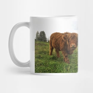 Scottish Highland Cattle Calf 2101 Mug